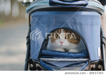 scottish cat stay on pet cart during outdoor travel on spring season scottish cat stay on pet cart during outdoor travel on spring season 86637365