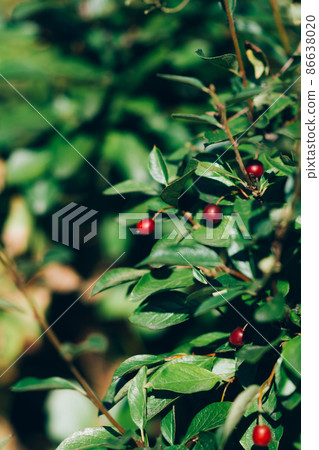 Red honeysuckle bush, perennial plant Gardening Red honeysuckle bush, perennial plant Gardening 86638020