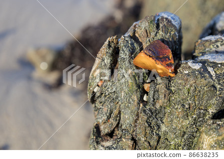 a piece of amber got stuck in the tree of an old breakwater. 86638235