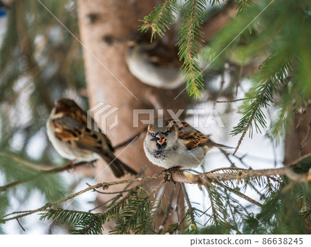 Sparrow sits on a fir branch in the sunset light. Sparrow sits on a fir branch in the sunset light. 86638245