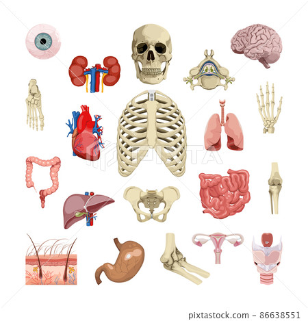 Human organs isolated on white background.... - Stock Illustration ...