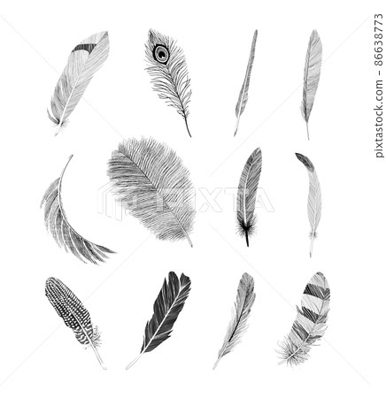 Set of graceful, traced feathers isolated on a white background. Hand-drawn style illustrations. 86638773