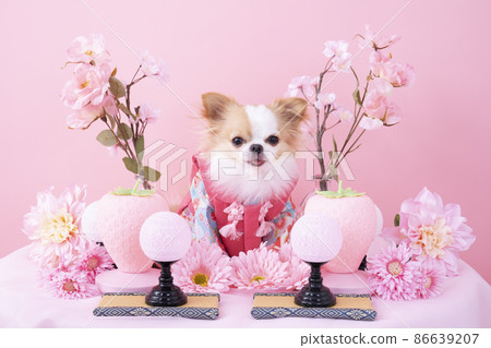 穿著和服的吉娃娃(Hinamatsuri 圖片) 穿著和服的吉娃娃(Hinamatsuri 圖片) 86639207