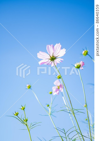 Cosmos blooming toward the sky 86640359