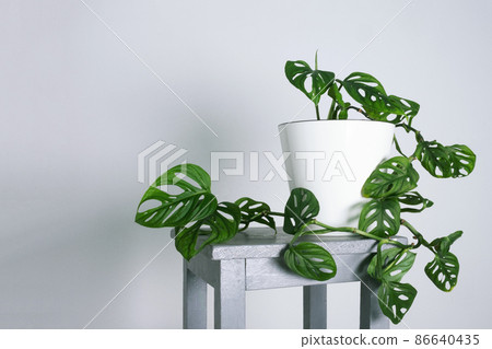 Monstera Monstera 86640435