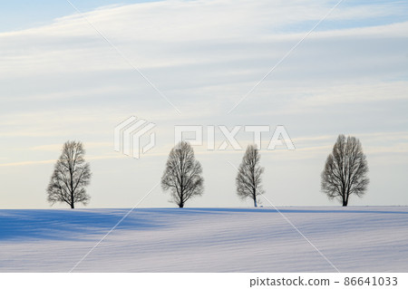 Four trees stand among an empty field in a thin snow cover Four trees stand among an empty field in a thin snow cover 86641033
