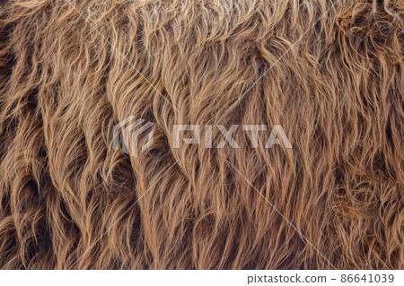 Highland Cattle pattern design. Real fur texture. Animal print pattern tile background Highland Cattle pattern design. Real fur texture. Animal print pattern tile background 86641039