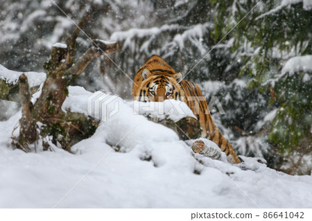 tiger looks out from behind the trees into the camera. Tiger snow in wild winter nature 86641042