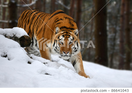 tiger looks out from behind the trees into the camera. Tiger snow in wild winter nature 86641043