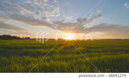 Summer sunset over a field of young wheat. 86641274