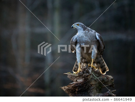 Goshawk with killed Common Pheasant on the moss in green forest Goshawk with killed Common Pheasant on the moss in green forest 86641949