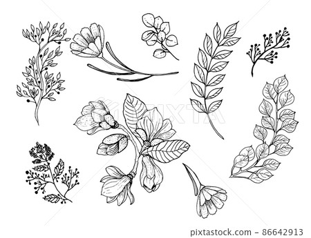 Set of forest branches, grass leaves in a linear style. Magnolia flowers. Art line. Elegant decorative beauty illustration for hand drawn floral design. Vector illustration. 86642913