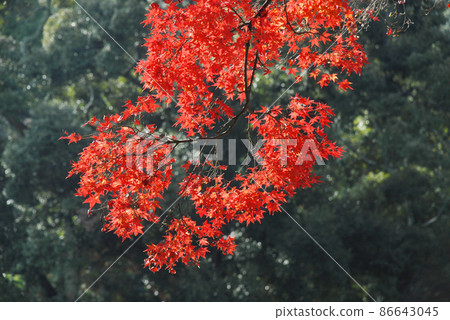 Autumn leaves in the forest Autumn leaves in the forest 86643045