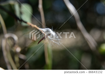 茶Cazzula種子 86643132