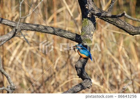 Kingfisher eating caught fish on a branch 86643256