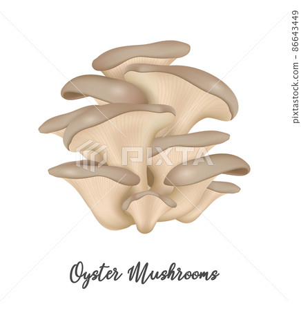 Oyster Mushroom on white background, natural food ingredient, realistic vector illustration Oyster Mushroom on white background, natural food ingredient, realistic vector illustration 86643449