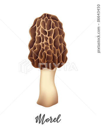 Morel Mushroom on white background, natural food ingredient, realistic vector illustration Morel Mushroom on white background, natural food ingredient, realistic vector illustration 86643450