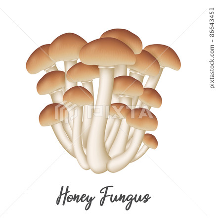 Honey Fungus Mushroom on white background, natural food ingredient, realistic vector illustration Honey Fungus Mushroom on white background, natural food ingredient, realistic vector illustration 86643451
