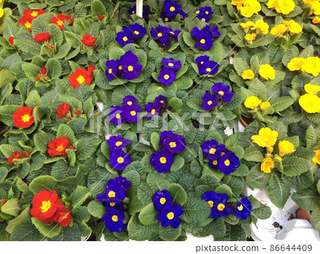 Primrose found at the Flower Market in London Primrose found at the Flower Market in London 86644409