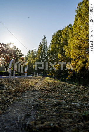 Autumn / Asahi and Metasequoia trees 86644930