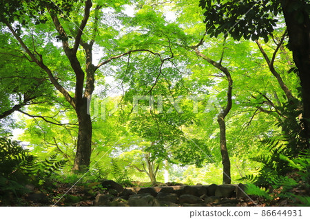 Fresh green season 86644931