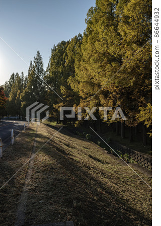 Autumn / Asahi and Metasequoia trees 86644932