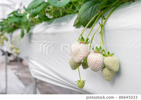 White strawberry cultivation farm 86645033