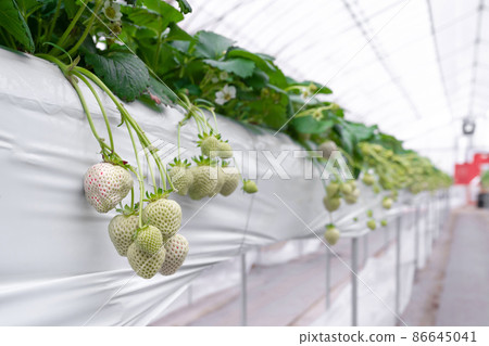 白草莓種植農場 白草莓種植農場 86645041