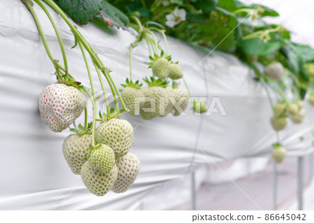 白草莓種植農場 白草莓種植農場 86645042