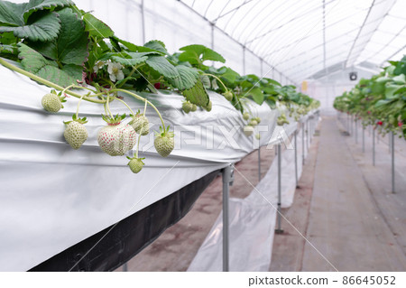 白草莓種植農場 白草莓種植農場 86645052