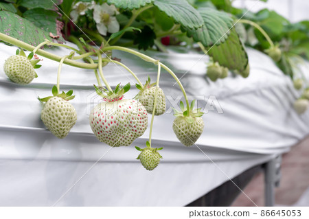 White strawberry cultivation farm White strawberry cultivation farm 86645053