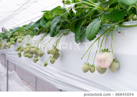 白草莓種植農場 白草莓種植農場 86645054