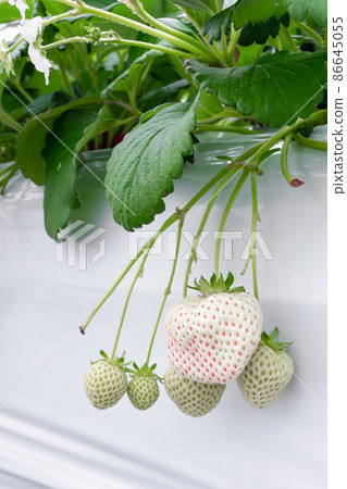 White strawberry cultivation farm White strawberry cultivation farm 86645055