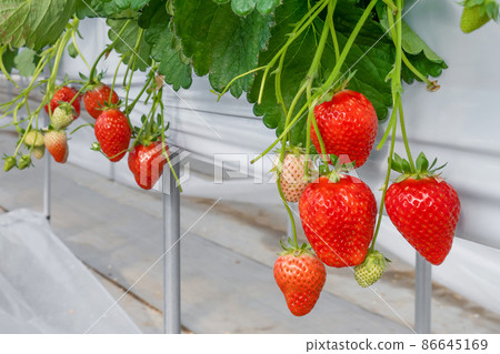 草莓種植農場 草莓種植農場 86645169