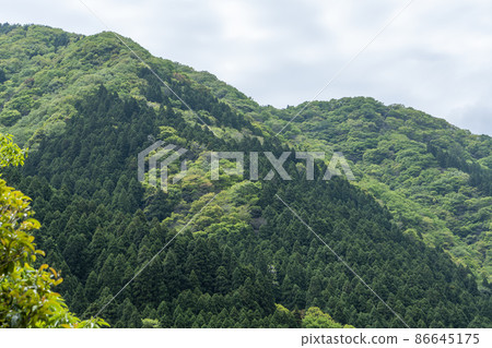 Kamochi Shrine neighborhood 86645175