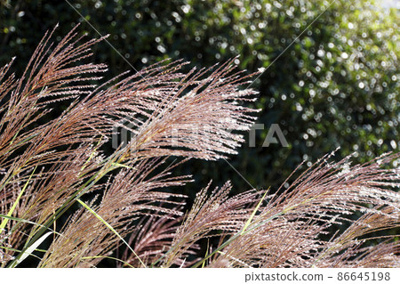 Young Japanese pampas grass ears swaying in the autumn breeze 86645198