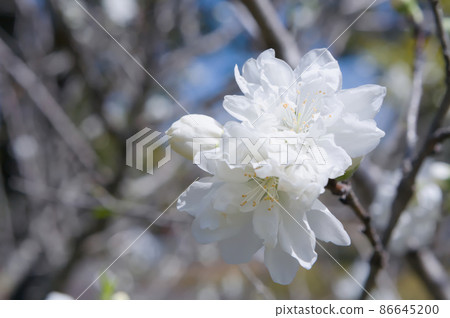 Close up of pure white cherry blossoms Close up of pure white cherry blossoms 86645200