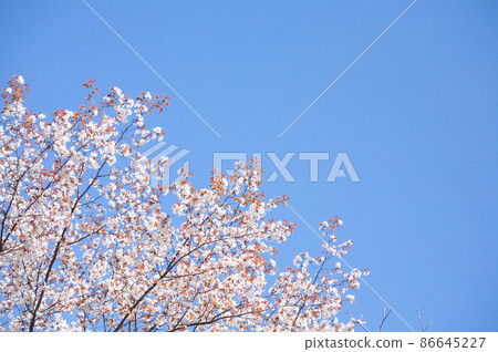 在陽光明媚的日子裡盛開的野櫻花 在陽光明媚的日子裡盛開的野櫻花 86645227