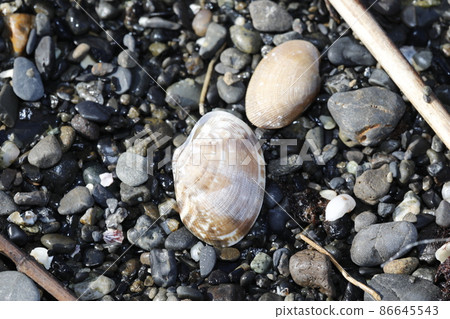 Flotsam shell 86645543