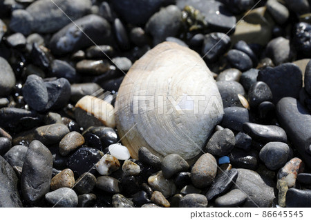 Flotsam shell Flotsam shell 86645545