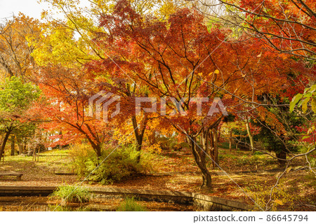 秋天的樹葉 86645794