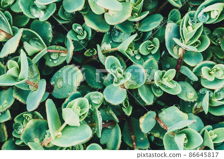 high angle shot of blue-green leaves of Sedum ewersii with water drops after rain high angle shot of blue-green leaves of Sedum ewersii with water drops after rain 86645817