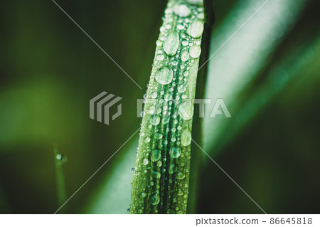 Green grass blade with drops of water 86645818