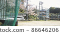 Sakura entrance ceremony and graduation ceremony in the school playground 86646206