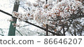 Sakura entrance ceremony and graduation ceremony in the school playground 86646207