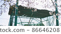 Sakura entrance ceremony and graduation ceremony in the school playground 86646208
