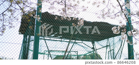 學校操場上的櫻花入學典禮和畢業典禮 學校操場上的櫻花入學典禮和畢業典禮 86646208