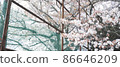 Sakura entrance ceremony and graduation ceremony in the school playground 86646209
