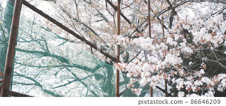 學校操場上的櫻花入學典禮和畢業典禮 86646209