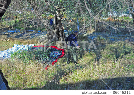 Albania Berat Citadel Citadel Olive Harvest Albania Berat Citadel Citadel Olive Harvest 86646211